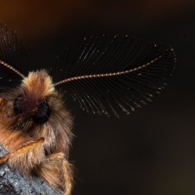 Ptilophora plumigera (hřbetozubec javorový), PR Kamenný vrch