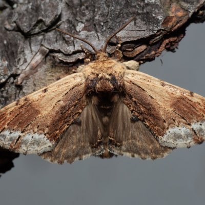 Ptilodon cucullina (hřbetozubec břekový), PP Skalky u Sedlece