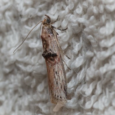 Nephopterix angustella (zavíječ úzký), IT, Kuens, Jižní Tyrolsko