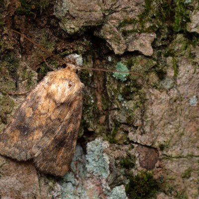 Atypha pulmonaris (blýskavka plicníková), NPP Jeskyně Pekárna