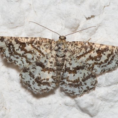 Heliomata glarearia (kropenatec žlutavý), HR, Jablanac