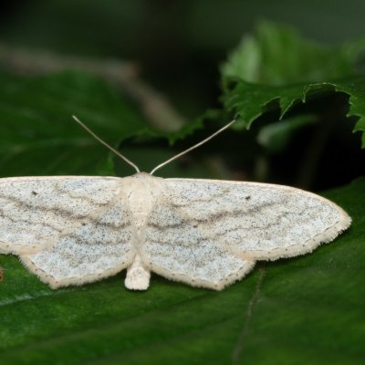 Scopula nigropunctata (vlnopásník jitrocelový), Podkomorské lesy