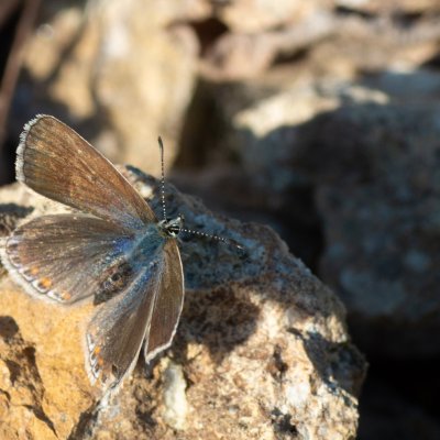 Polyommatus thersites (modrásek vičencový), Hády