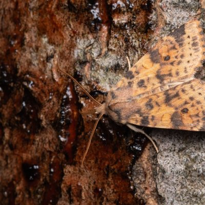 Xanthia ocellaris (zlatokřídlec topolový), Hády - odkaliště