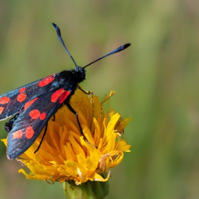 Zygaena filipendulae (vřetenuška obecná), SK, Štôla