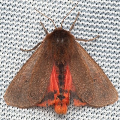 Phragmatobia fuliginosa (přástevník šťovíkový), Hády