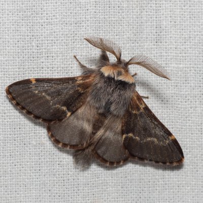 Poecilocampa populi (bourovec topolový), Žebětín