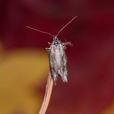 Diurnea lipsiella (šedivěnka podzimní), Žebětín