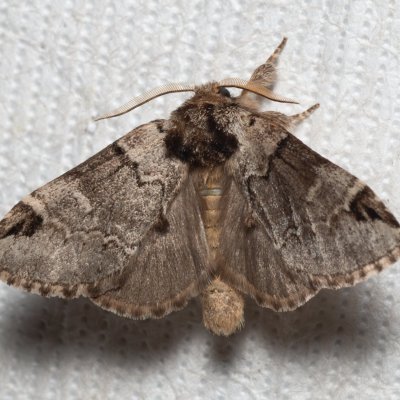 Drymonia obliterata (hřbetozubec tmavoúhlý), Augšperský potok