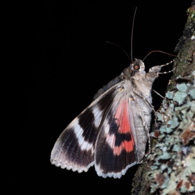 Catocala nupta (stužkonoska olšová), Žebětín