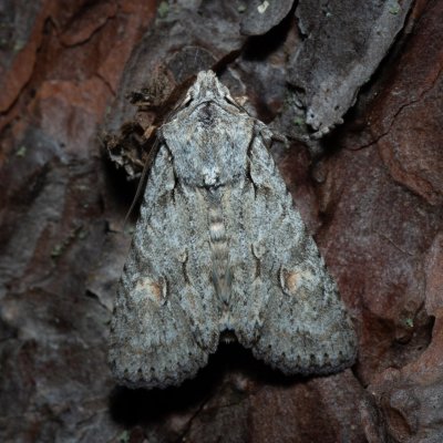 Lithophane ornitopus (dřevobarvec lesní), Žebětín