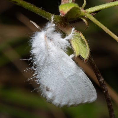 Euproctis similis (bekyně pižmová), Hrabětice