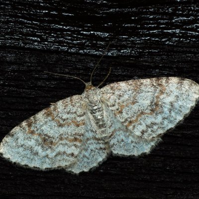 Hydrelia sylvata (píďalka olšinová), SK, Štôla