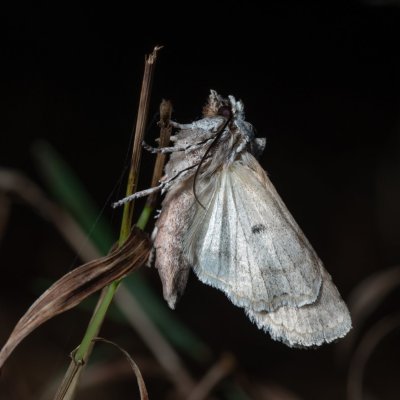 Lithophane ornitopus (dřevobarvec lesní), Žebětín