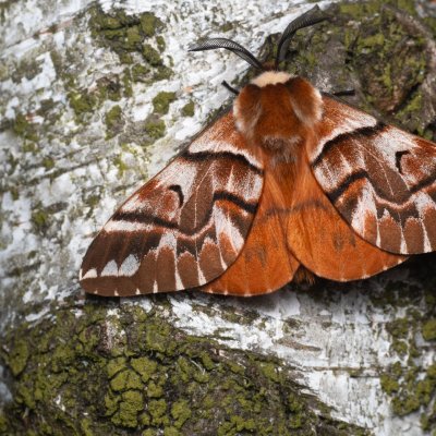Endromis versicolora (strakáč březový), NPR Radostínské rašeliniště