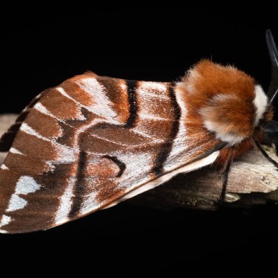 Endromis versicolora (strakáč březový), NPR Radostínské rašeliniště