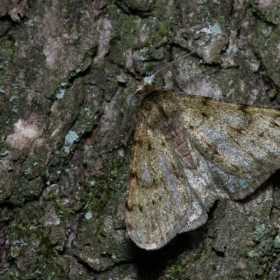 Phigalia pilosaria (drsnokřídlec hrušňový), Žebětín