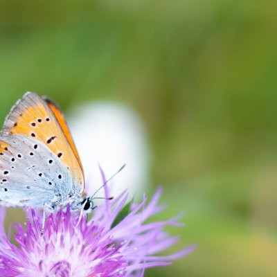 Lycaena dispar (ohniváček černočárný), Podkomorská myslivna
