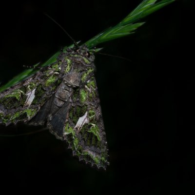 Trachea atriplicis (blýskavka lebedová), Žebětín