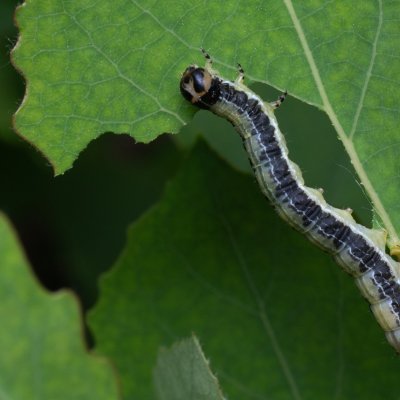Boudinotiana notha (černoproužka osiková), Hády