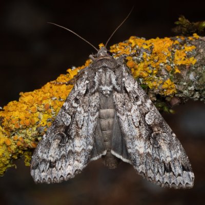 Eurois occulta (osenice velká), PP Prameniště Pohořského potoka