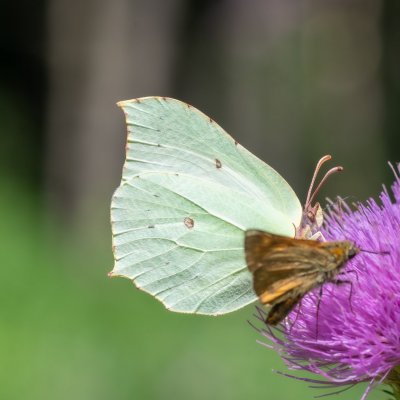Gonepteryx rhamni (žluťásek řešetlákový), PP Augšperský potok
