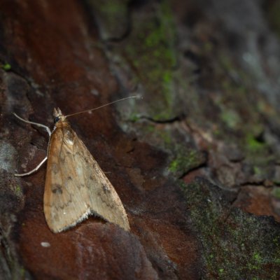 Udea ferrugalis (zavíječ přelétavý), Žebětín