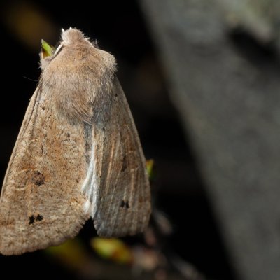 Perigrapha munda (jarnice černoskvrnná), Žebětín