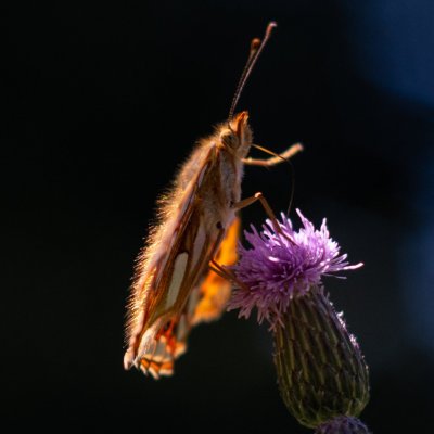 Issoria lathonia (perleťovec malý), Helenčina studánka