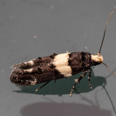 Recurvaria leucatella (makadlovka sadová), PR Kamenný vrch