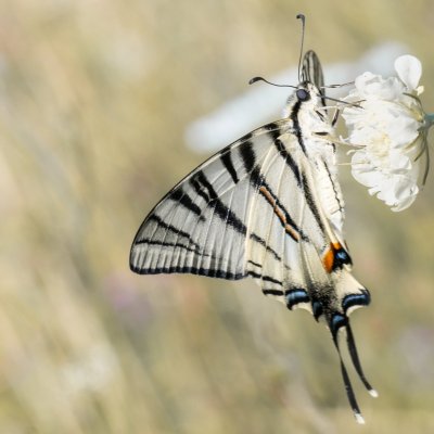 Iphiclides podalirius (otakárek ovocný), PR Kamenný vrch