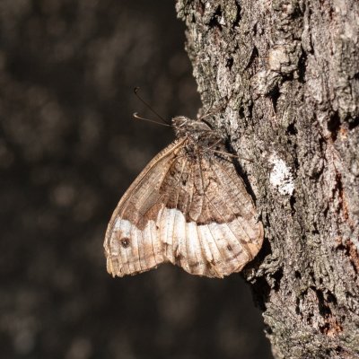 Hipparchia fagi (okáč medyňkový), HR, Jablanac