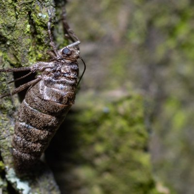 Agriopis leucophaearia (tmavoskvrnáč dubový), Kývalka