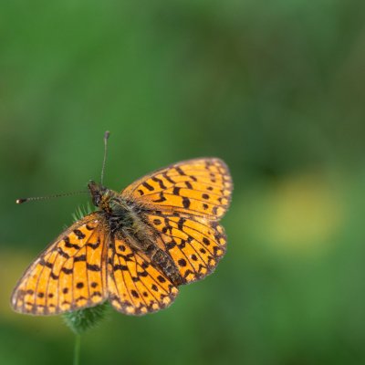 Boloria selene (perleťovec dvanáctitečný), SK, Štôla