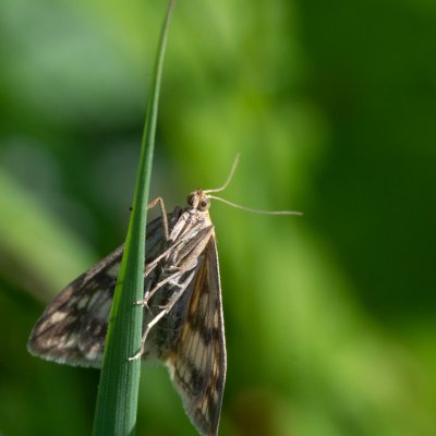 Pyrausta despicata (zavíječ stepní), PR Kamenný vrch
