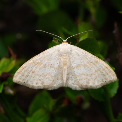 Scopula floslactata (vlnopásník vikvový), NPR Radostínské rašeliniště