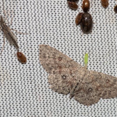Cyclophora pendularia (očkovec tmavý), mokřad u Sedlece
