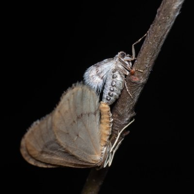 Operophtera fagata (píďalka lesní), Kývalka