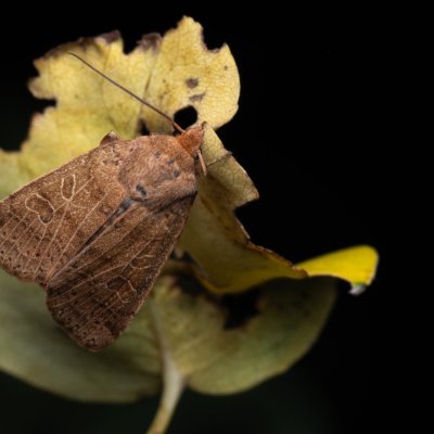 Agrochola nitida (polnice rozrazilová), PP Kamenice u Hlohovce