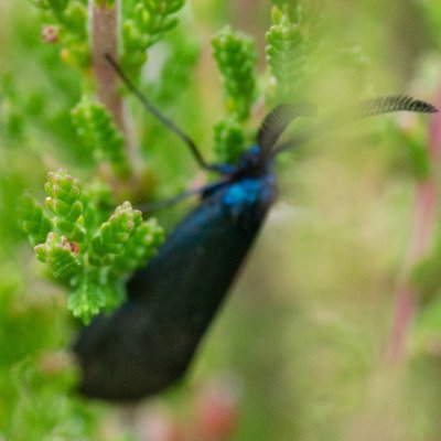 Rhagades pruni (zelenáček trnkový), PR Biskoupský kopec