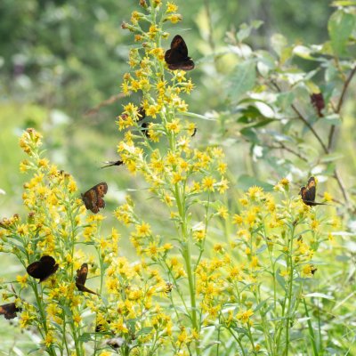 okáči, SK, NPR Furkotská dolina, Tatry