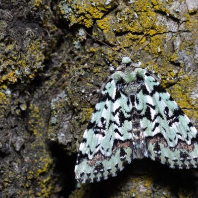 Moma alpium (šípověnka dubová), PP Střelický les