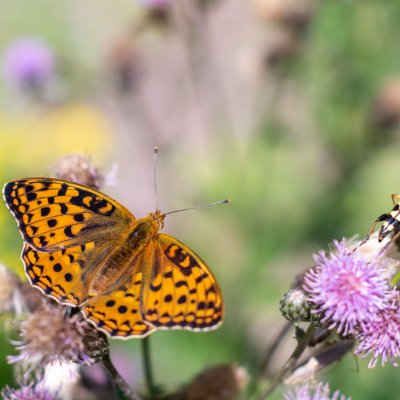 Argynnis adippe (perleťovec prostřední), Ruprechtov