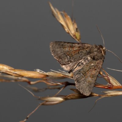 Oligia sp., Zbýšovská halda