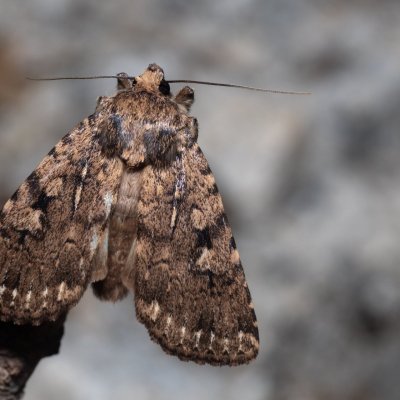 Amphipyra effusa (-), GR, Sokraki, Korfu