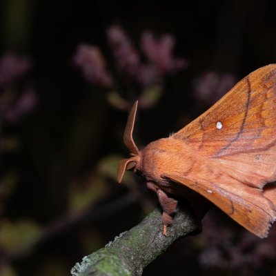 Odonestis pruni (bourovec švestkový), PP Na cvičišti
