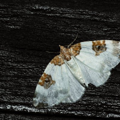 Plemyria rubiginata (píďalka dvoubarvá), SK, Štôla