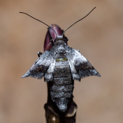 Theria rupicapraria (tmavoskvrnáč březnový), PR Kamenný vrch