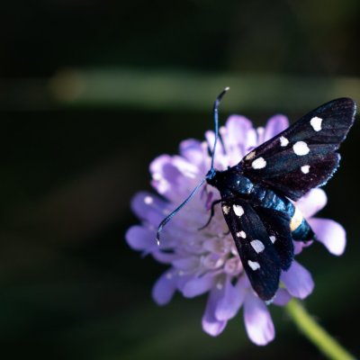 Zygaena ephialtes (vřetenuška čičorková), PP Černice