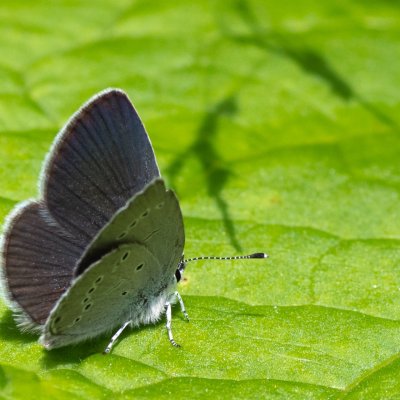 Cupido minimus (modrásek nejmenší), HR, Slunjčica